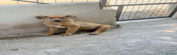 Meticcio cani in regalo: Gaia  a Provincia di Cremona - Annuncio 2