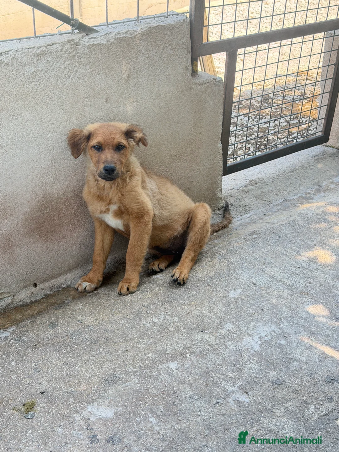 Meticcio cani in regalo: Gaia  a Provincia di Cremona - Annuncio 2