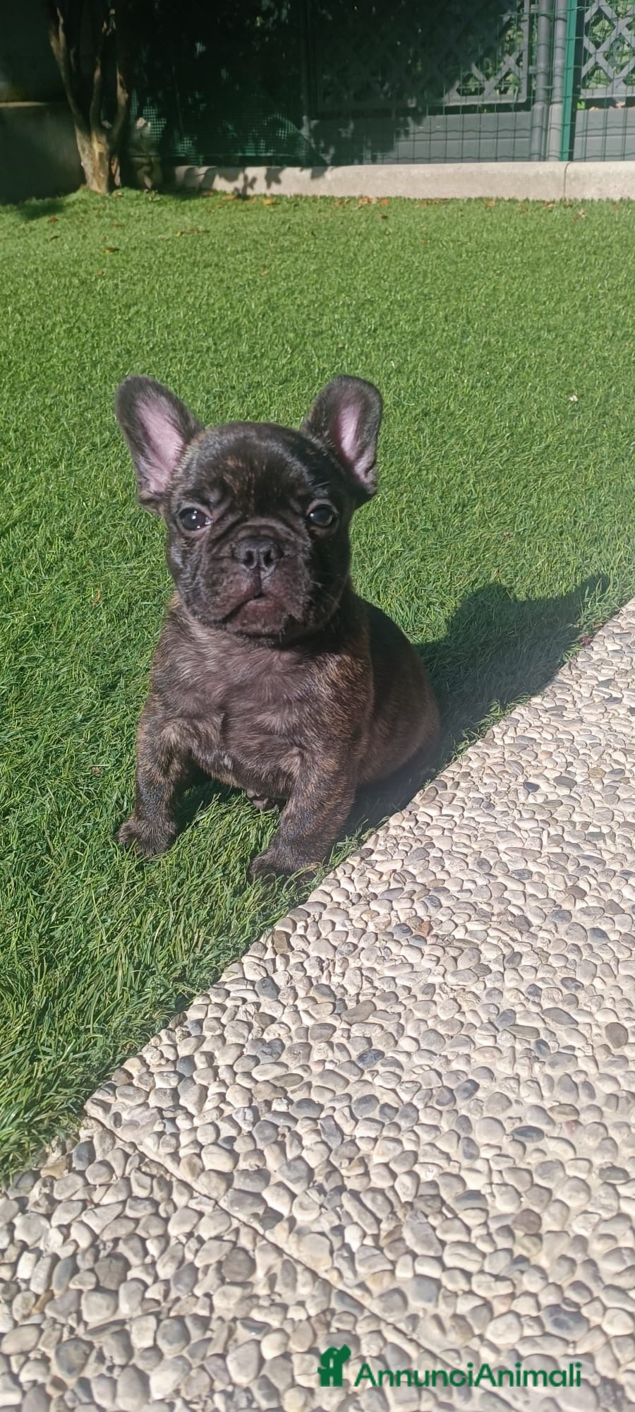 Bulldog Francese cani in vendita: Cucciolo bulldog francese  - Annuncio 1