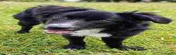 Meticcio cani in regalo: Dolce Nebbia, abbandonato a 10 mesi  - Annuncio 5