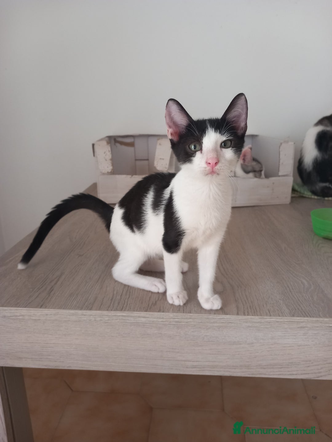 Europeo gatti in regalo: Dolce micino da adottare, LUPIN! - Annuncio 5