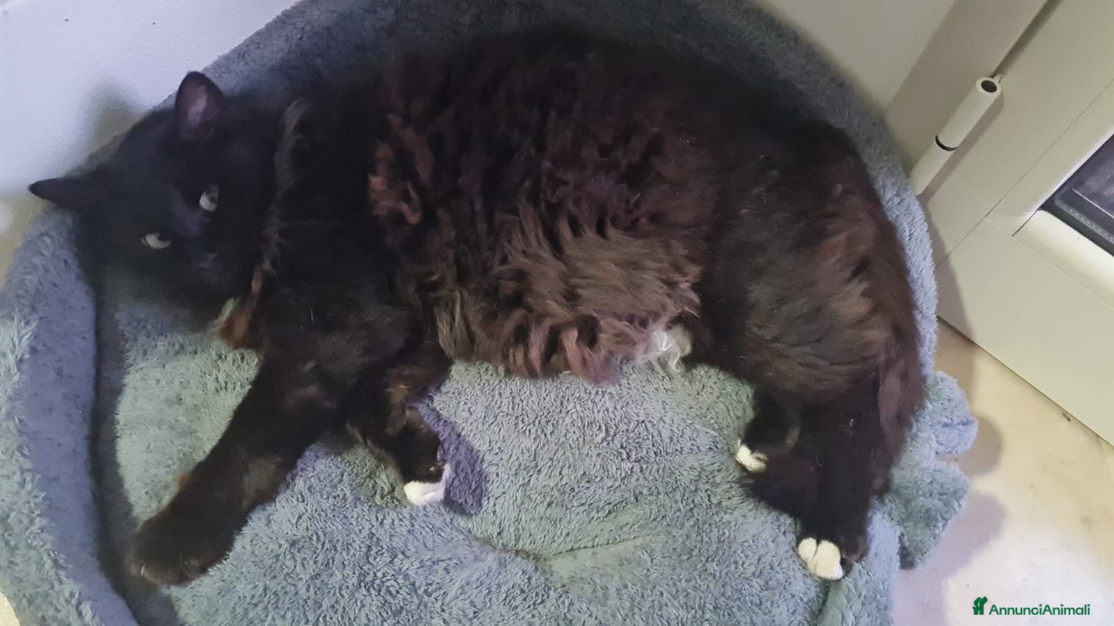 Europeo gatti in regalo: Regalasi bellissimo gattino a pelo lungo a Libero consorzio comunale di Caltanissetta - Annuncio 2