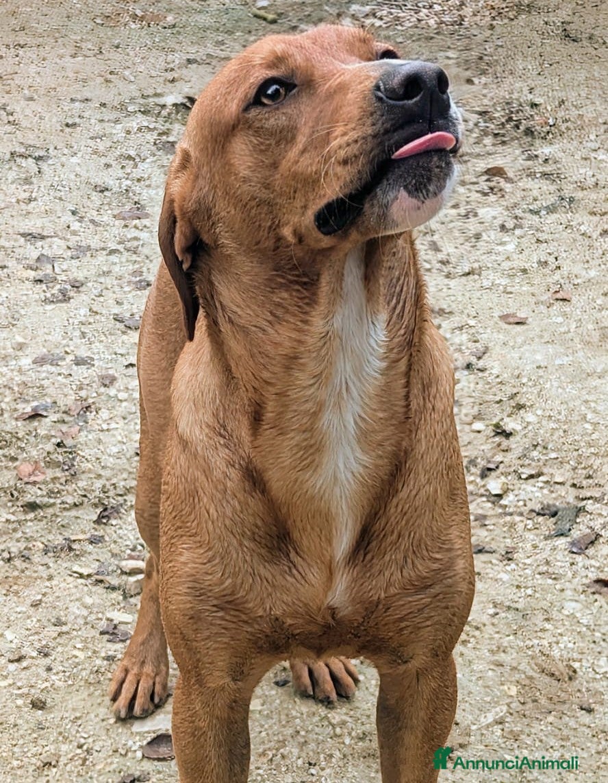 Meticcio cani ADOTTA IL TENERO CORFU&#x27; - Annuncio 12