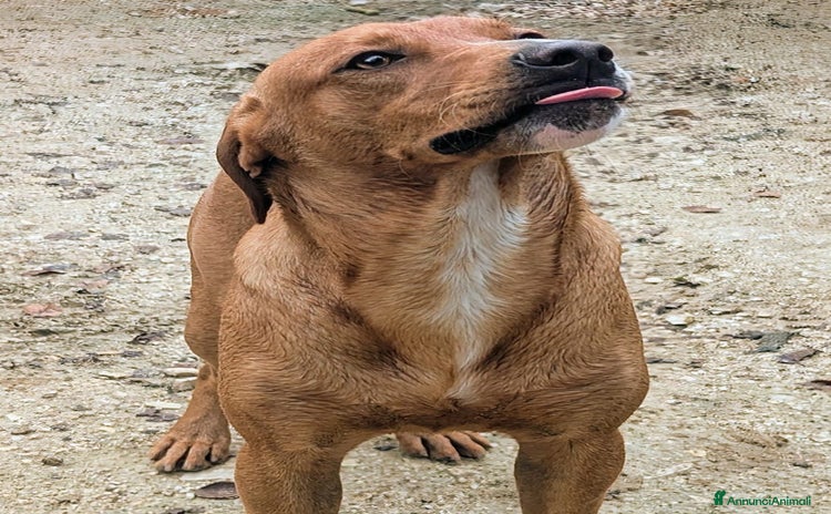 Meticcio cani - Annuncio 6