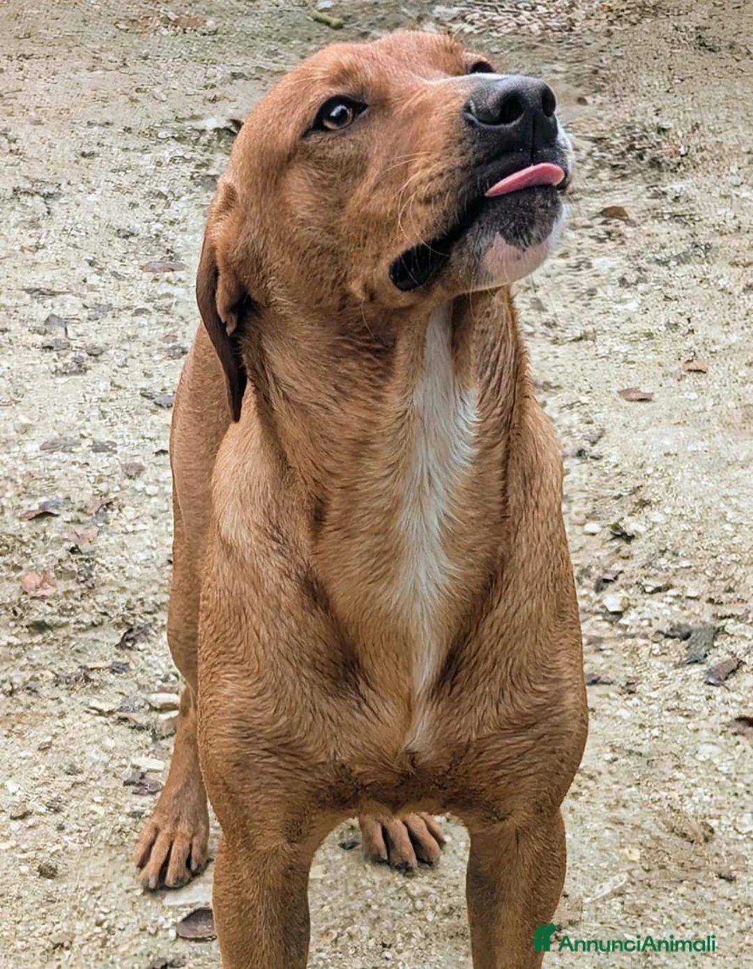 Meticcio cani in regalo: ADOTTA IL TENERO CORFU' - Annuncio 1
