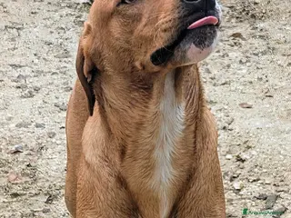 Meticcio cani ADOTTA IL TENERO CORFU' - Annuncio 19