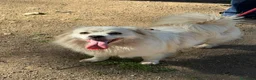 Meticcio cani in regalo: Cooki, un simil volpino giocherellone - Annuncio 3