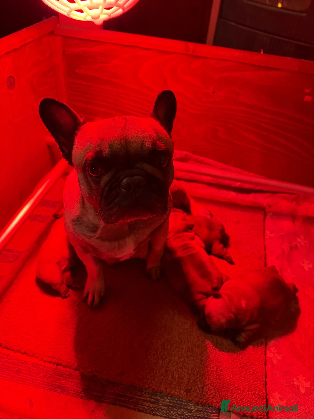 Bulldog Francese cani in vendita: Femmina fulva Bouldogue francese con pedigreeenci  - Annuncio 4