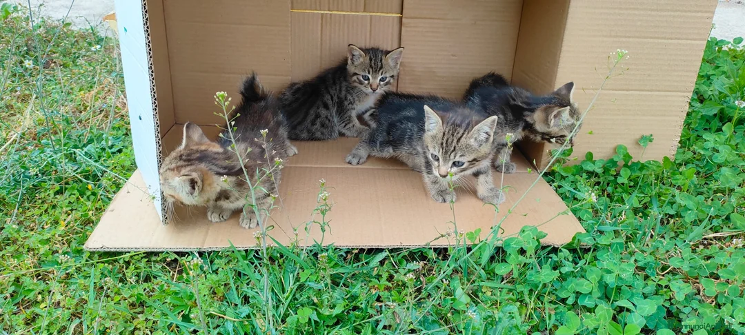Meticcio gatti in regalo: Piccoli peluches a Provincia di Varese - Annuncio 1