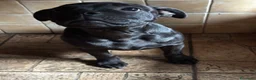 Staffordshire cani in vendita: Scimmietta  a Provincia di Frosinone - Annuncio 2