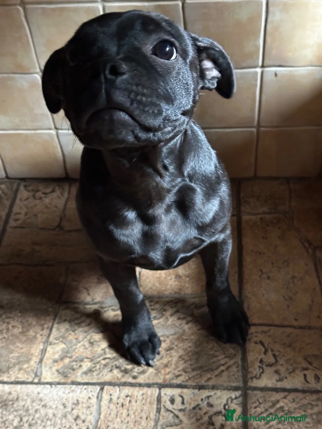 Staffordshire cani in vendita: Scimmietta  a Provincia di Frosinone - Annuncio 2