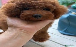 Barboncino cani in vendita: Barboncini piccoli nani color rosso scuro a Provincia di Savona - Immagine 1