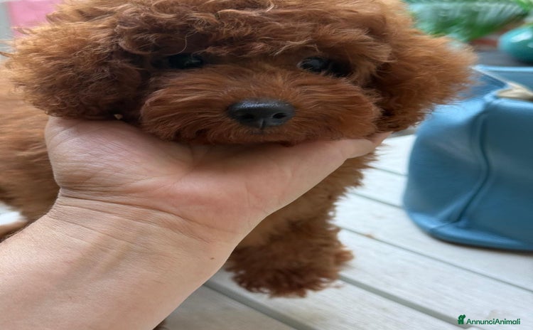 Barboncino cani a Provincia di Savona - Annuncio 18