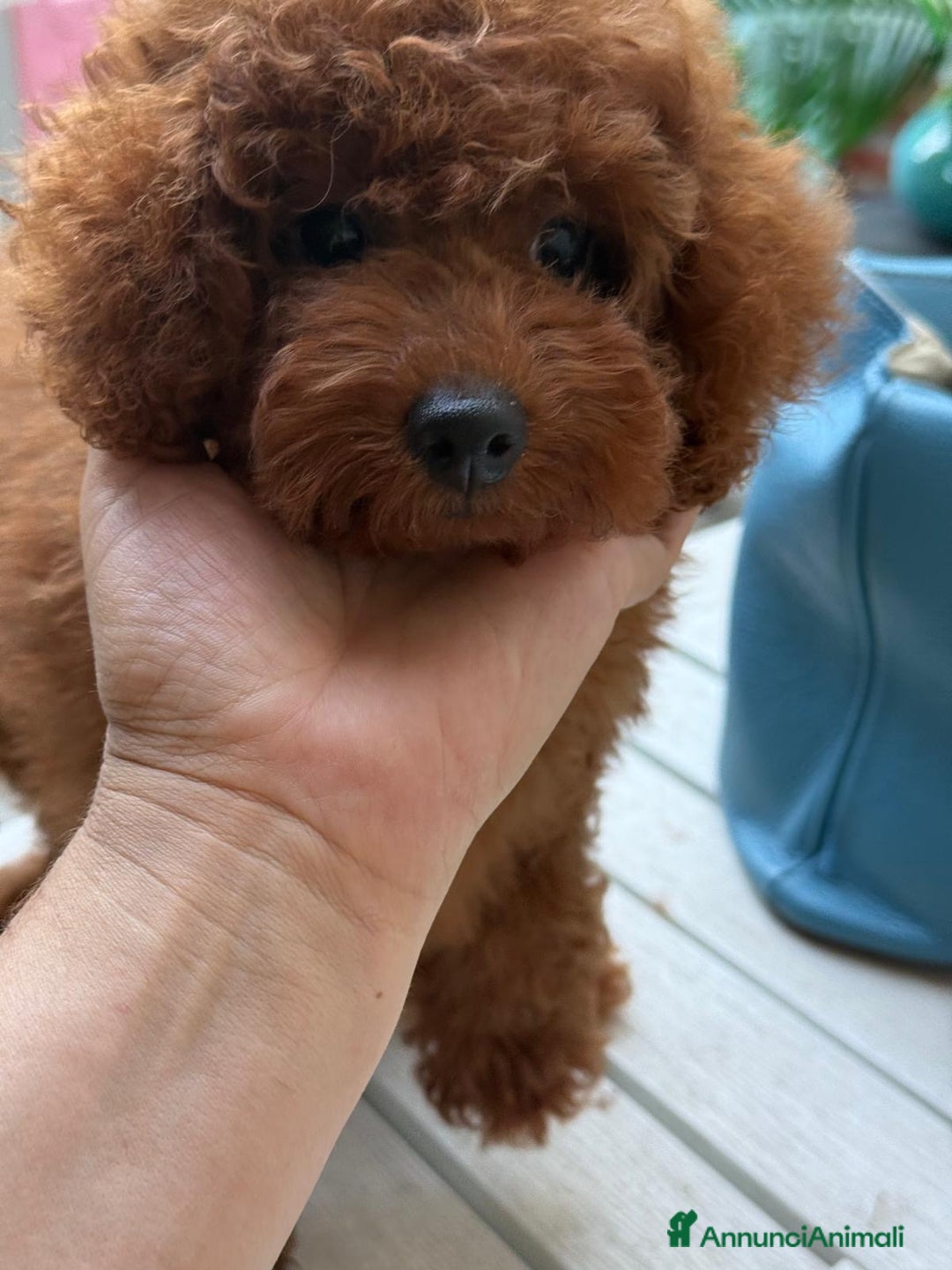Barboncino cani in vendita: Barboncini piccoli nani color rosso scuro a Provincia di Savona - Immagine 1