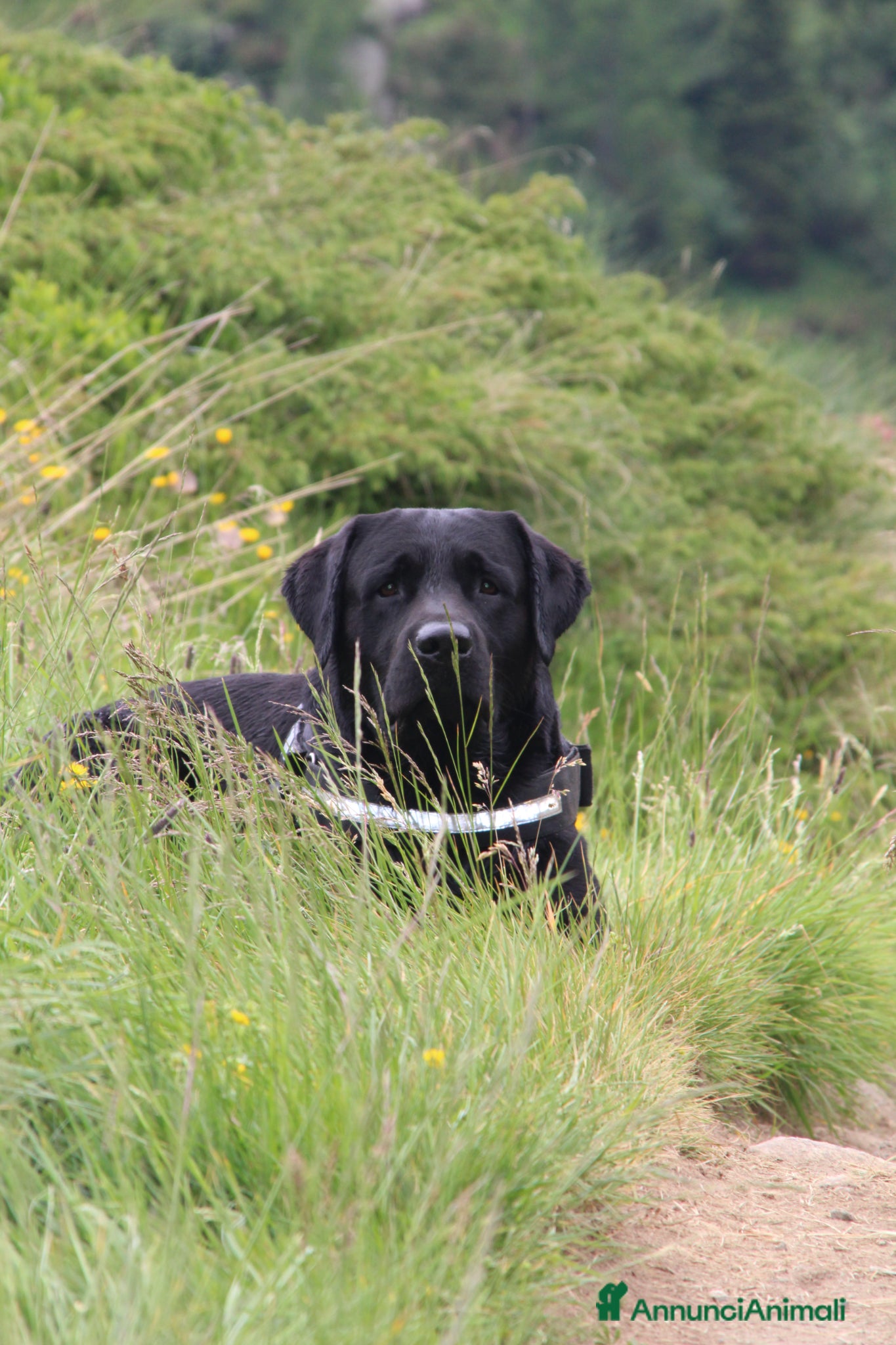Labrador cani Accoppiamento - Annuncio 5