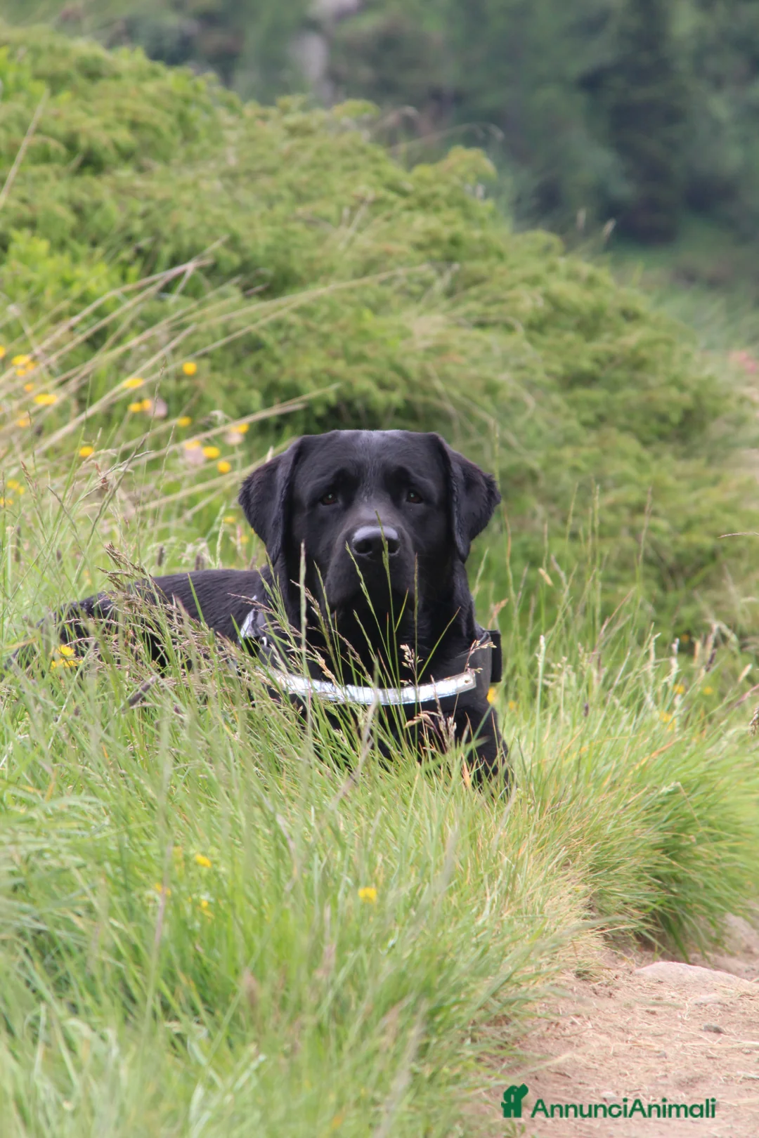 Labrador cani per accoppiamento: Accoppiamento a Provincia di Perugia - Annuncio 1