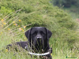 Labrador cani Accoppiamento - Annuncio 5