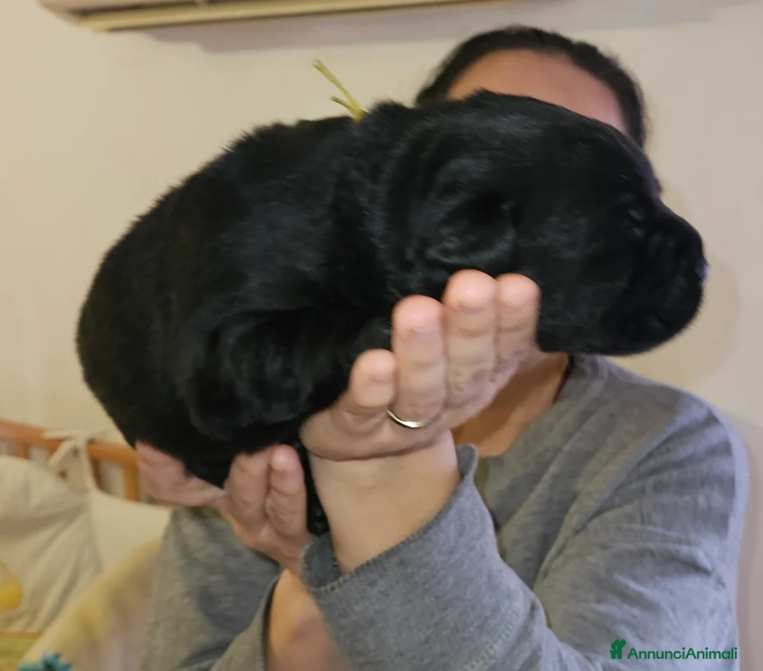 Labrador cani in vendita: Cucciolo labrador Retriever nero - Annuncio 4
