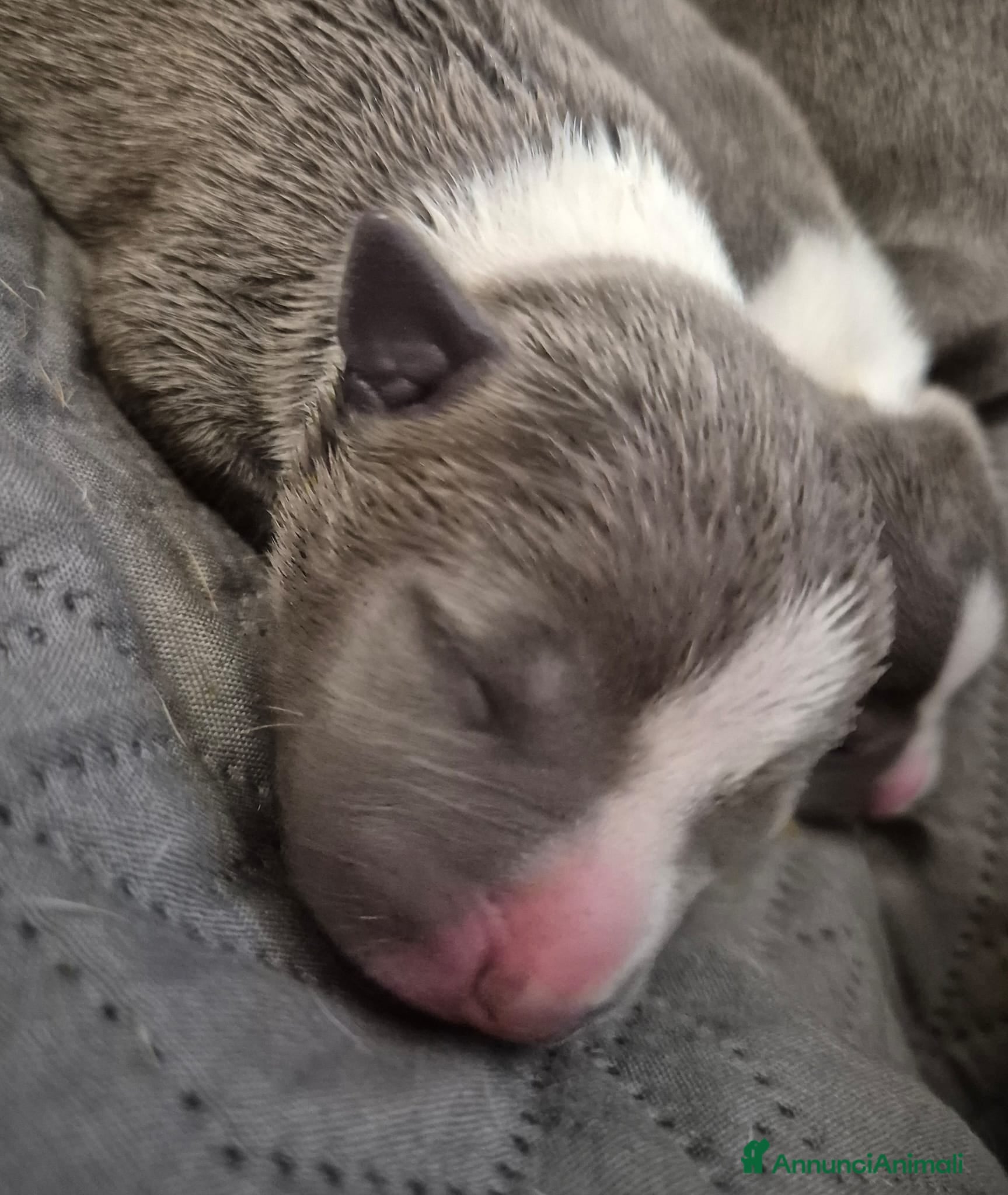 American Staffordshire cani Cuccioli Amstaff blue - Annuncio 2