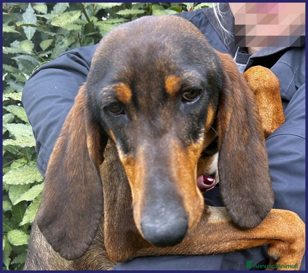 Segugio cani in regalo: ORAZIO 2anni sogna una famiglia tutta sua! - Annuncio 4
