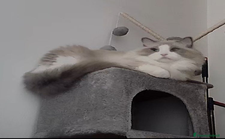 Ragdoll gatti - Annuncio 5