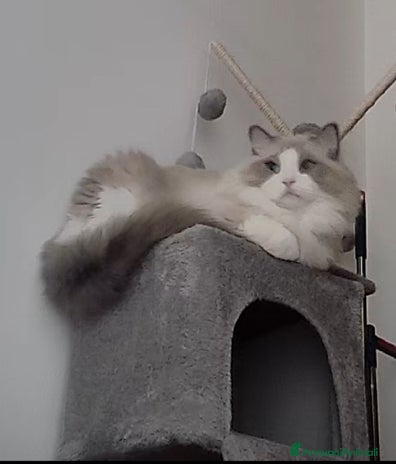 Ragdoll gatti - Annuncio 5