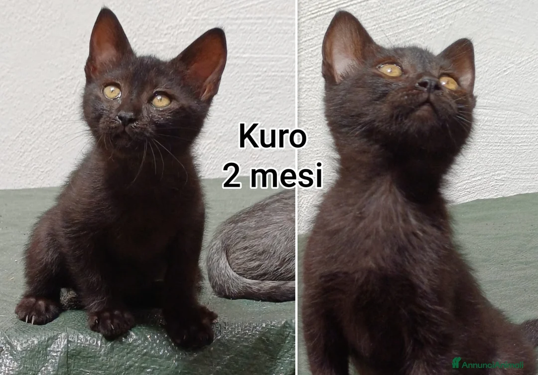 Altre razze gatti in regalo: GATTINI ABBANDONATI: EMERGENZA  a Città metropolitana di Milano - Annuncio 2