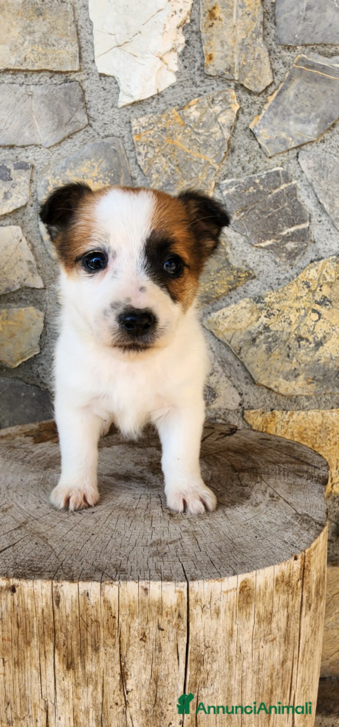 Jack Russell cani in vendita: Cuccioli di Jack Russell Terrier  a Città metropolitana di Palermo - Annuncio 2