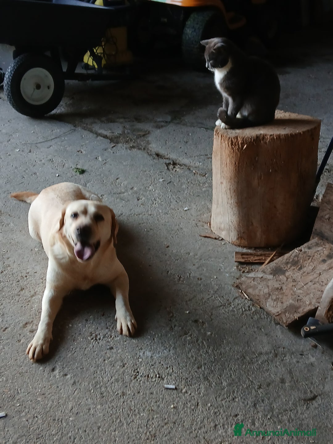 Labrador cani in vendita: Labrador chocolate  neri e miele  a Province of Verona - Immagine 9