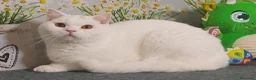 British gatti in vendita: British Shorthair Memo  - Annuncio 5
