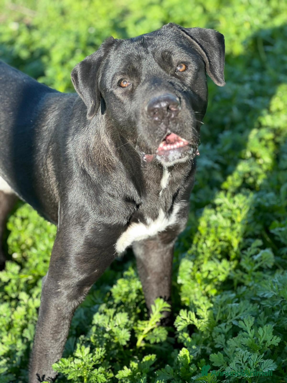 Meticcio cani Lupin  - Annuncio 5