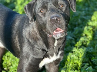 Meticcio cani Lupin - Annuncio 5