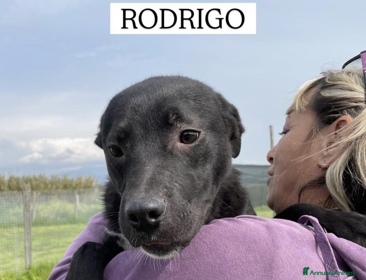 Meticcio cani Rodrigo, il cucciolo super figo - Annuncio 4