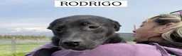 Meticcio cani in regalo: Rodrigo, il cucciolo super figo - Annuncio 1