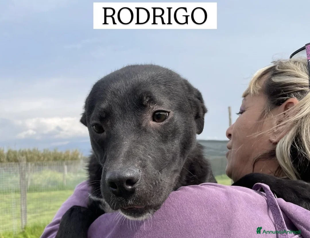 Meticcio cani in regalo: Rodrigo, il cucciolo super figo - Annuncio 1