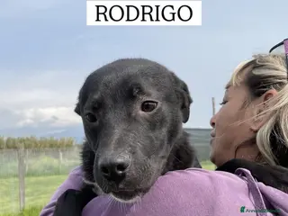 Meticcio cani Rodrigo, il cucciolo super figo - Annuncio 8