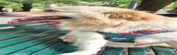 Meticcio cani in regalo: Cane buonissimo a Provincia di Cremona - Annuncio 5