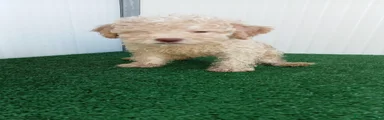 Lagotto 1