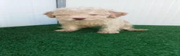 Lagotto cani in vendita: Lagotto Romagnolo  - Annuncio 2