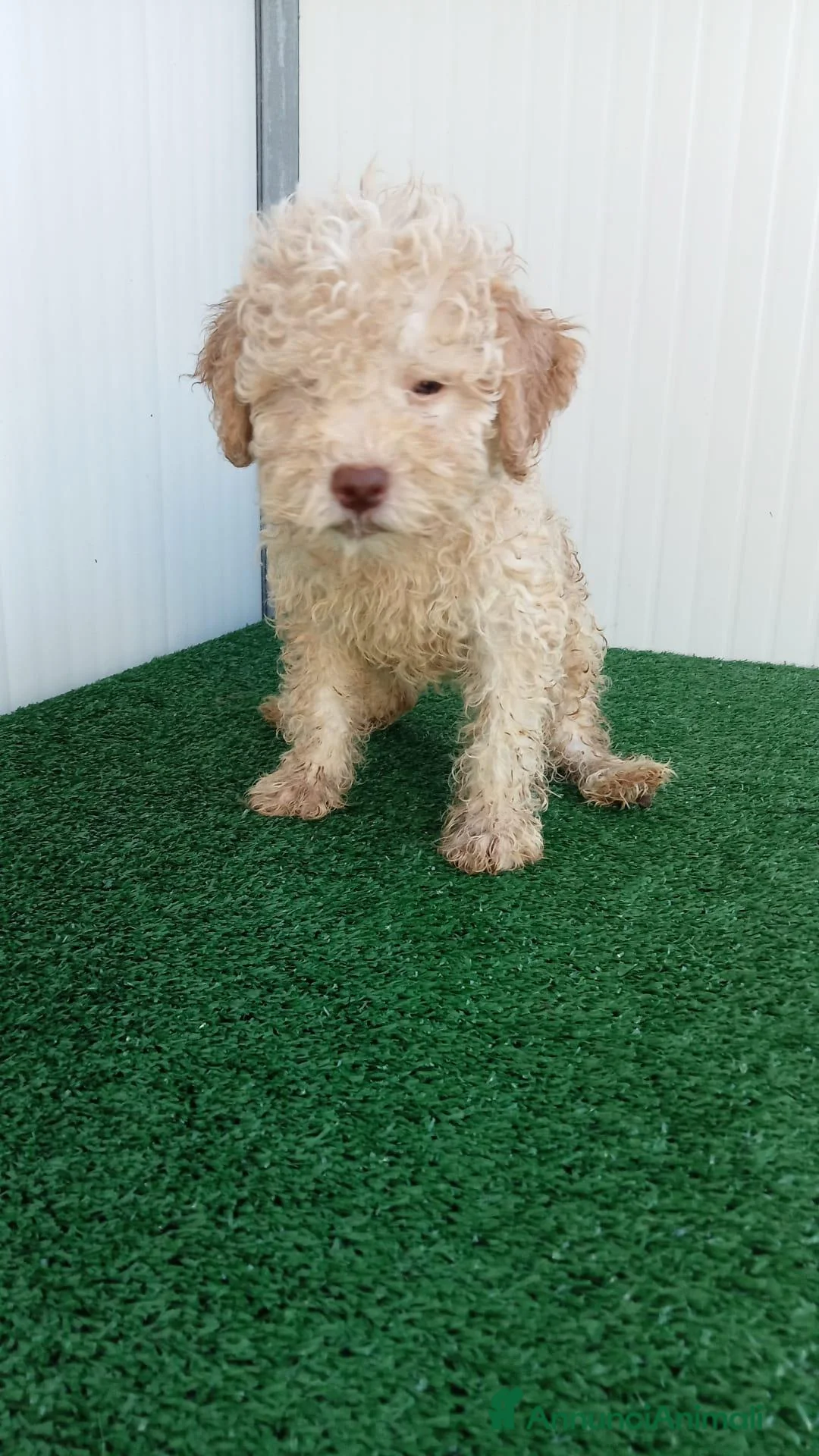 Lagotto cani in vendita: Lagotto Romagnolo  - Annuncio 2