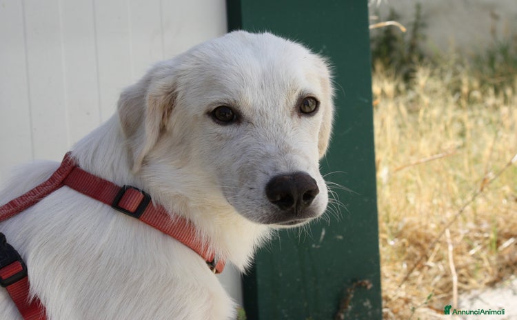 Altre razze cani - Annuncio 6