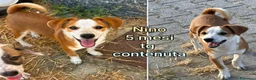 Meticcio cani in regalo: Servono adozioni x salvarli a Provincia di Modena - Annuncio 4