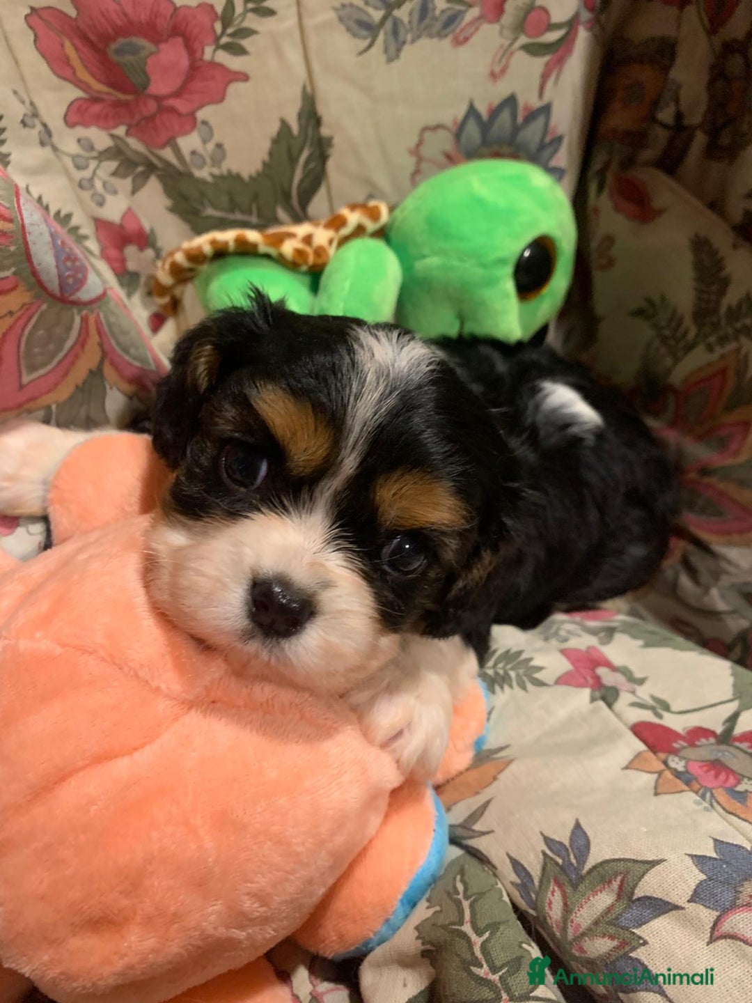 Cavalier King cani in vendita: Cuccioli di Cavalier King Charles Spaniel - Annuncio 4