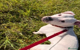 Pitbull cani in regalo: CIRO, PITBULL tanto dolce ma SOLO. a Città Metropolitana di Firenze - Immagine 10