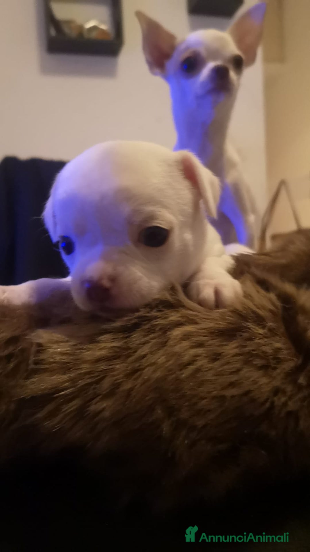 Chihuahua cani in vendita: Inaugurato vendita chihuahua mini toy - Annuncio 6