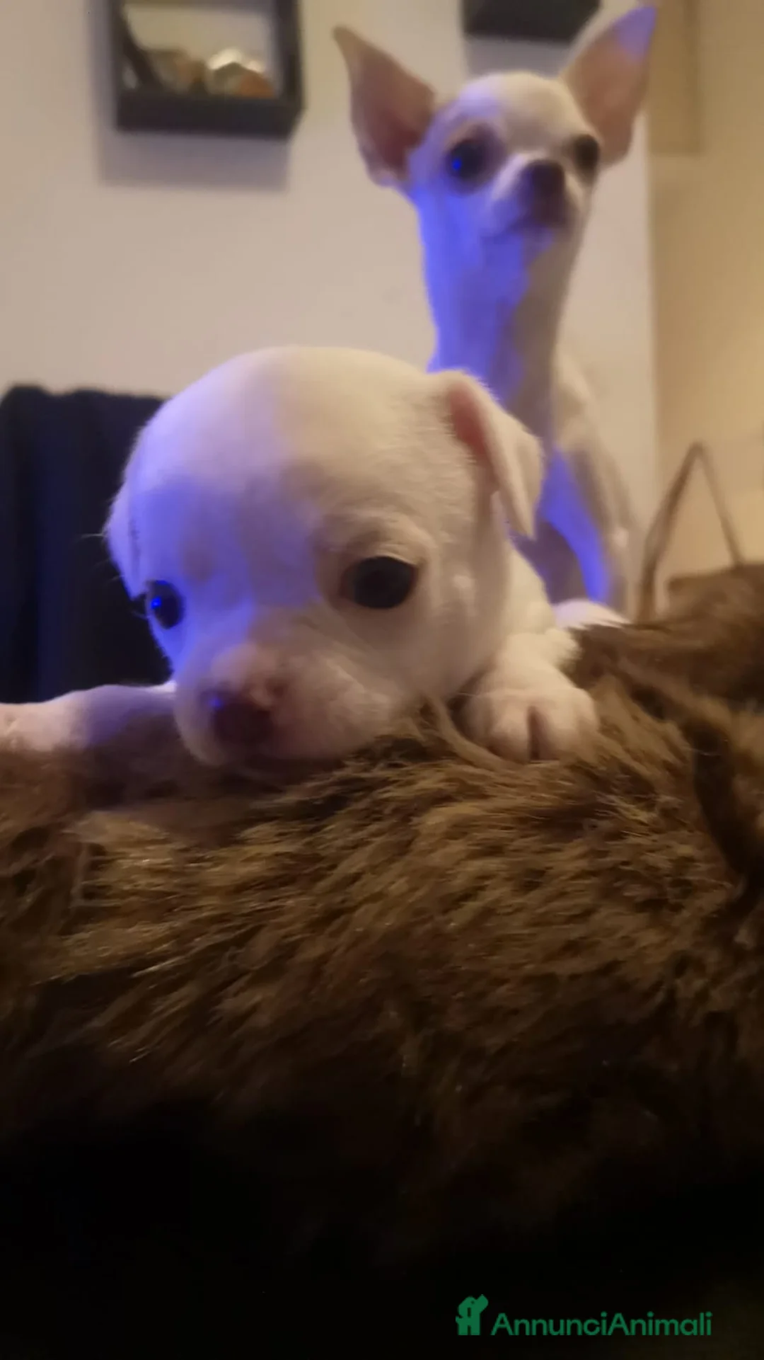 Chihuahua cani in vendita: Inaugurato vendita chihuahua mini toy - Annuncio 6