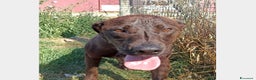 Meticcio cani in regalo: Fuego, Cane molossino Maschio color cioccolato a Latina - Annuncio 4