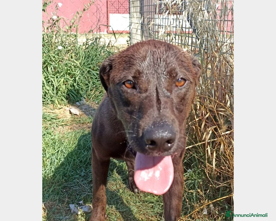 Meticcio cani in regalo: Fuego, Cane molossino Maschio color cioccolato a Latina - Annuncio 4