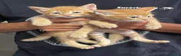 Europeo gatti in regalo: GATTINI ROSSI - Annuncio 3