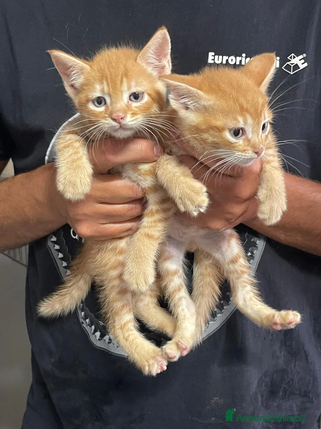 Europeo gatti in regalo: GATTINI ROSSI - Annuncio 3